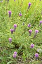 (Dalea purpureum), Purple Prairie Clover