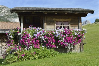 Wooden shed with petunias