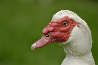 Native Muscovy Duck