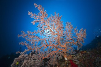Soft coral on reef