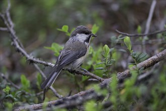 Grey-headed Chickadee