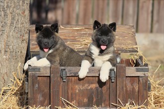 American Akita puppies