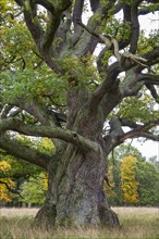 Old Oak