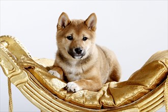 Shiba-Inu