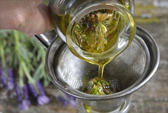 Production Lavender oil