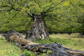 Old Oak