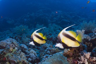 Red Sea bannerfishes