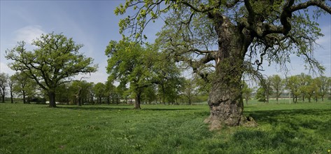 Old English oaks