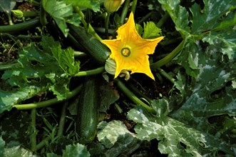 LONG ZUCCHINI OR ZUCCHINI WITH FLOWER