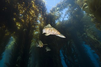 Kelp perch in kelp forest