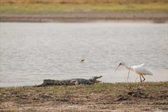 Nile crocodile and African spoonbill