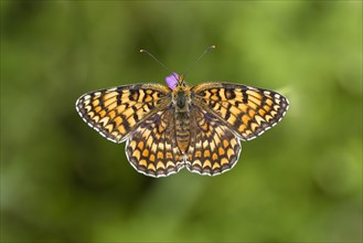 Knapweed fritillary