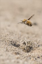 Large bee fly
