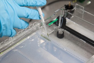 Scientist pipetting in the poison room or laboratory with ethidium bromide during a DNA gel electrophoresis for the detection of nucleic acids in the Faculty of Biology at the University of Duisburg-E...