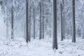 Spruce forest in winter with snow