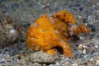 Orange round-spotted frogfish