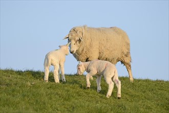 Domestic sheep with two lambs