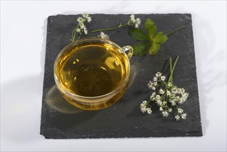 Cup of Sanikel tea
