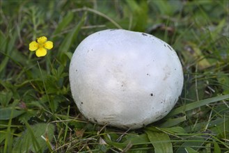 Paltry puffball