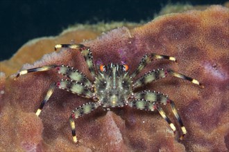 Coral crab in sponge