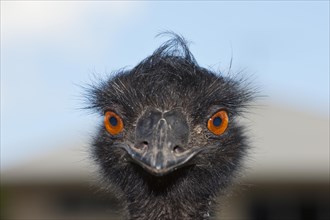 Head of an emu