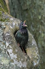 Common starling