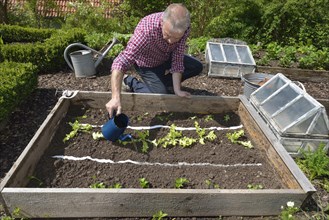 Planting vegetable patch with seed tape