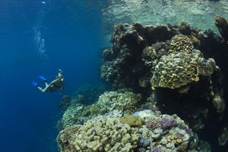 Snorkeling in the Red Sea