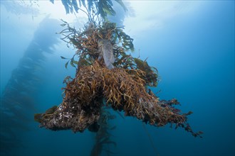 Roots of Giant Kelp