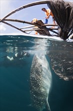 Fisherman feeding whale shark