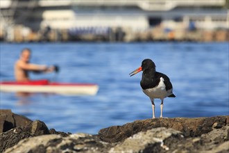 Eurasian oystercatcher