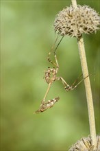 Crested grasshopper