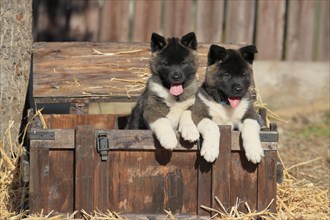 American Akita puppies
