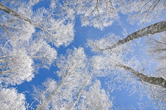 Tree tops of deep snow covered beech forest against blue sky in Neuchatel Jura