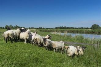 Domestic sheep on the dike of the Juemme