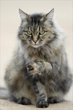 Norwegian Forest Cat