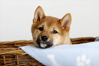 Shiba-Inu