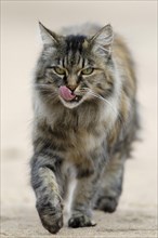 Norwegian Forest Cat