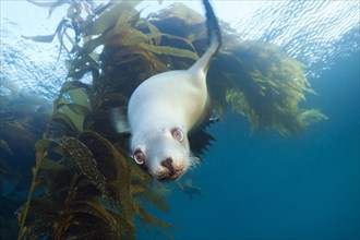 California sea lion