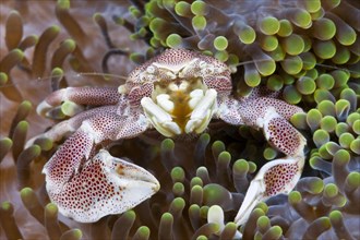 Spotted porcelain crab