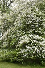 Flowering dogwood