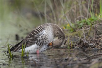 Greylag goose