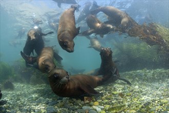 California sea lions