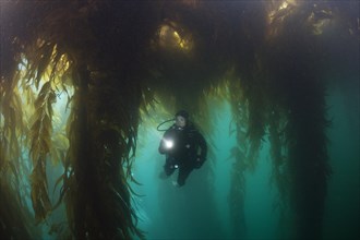 Scuba Diving in Kelp Forest