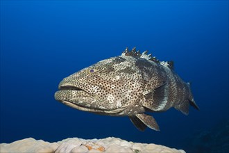 Malabar grouper