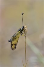 Cretan butterfly shad