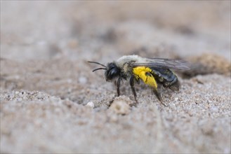 Solitary digger bee