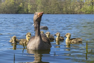 Greylag goose