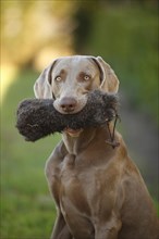 Weimaraner with dog toy in mouth