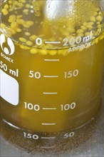 Production of spruce resin ointment